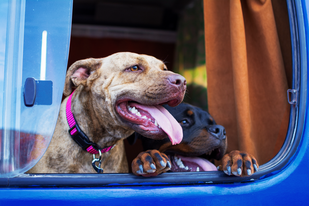 These Dogs Are NOT Allowed On Most Homeowners Insurance